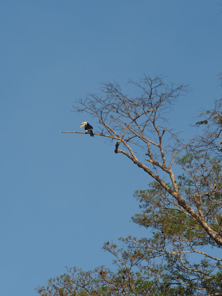 Nashornvogel in der Ferne