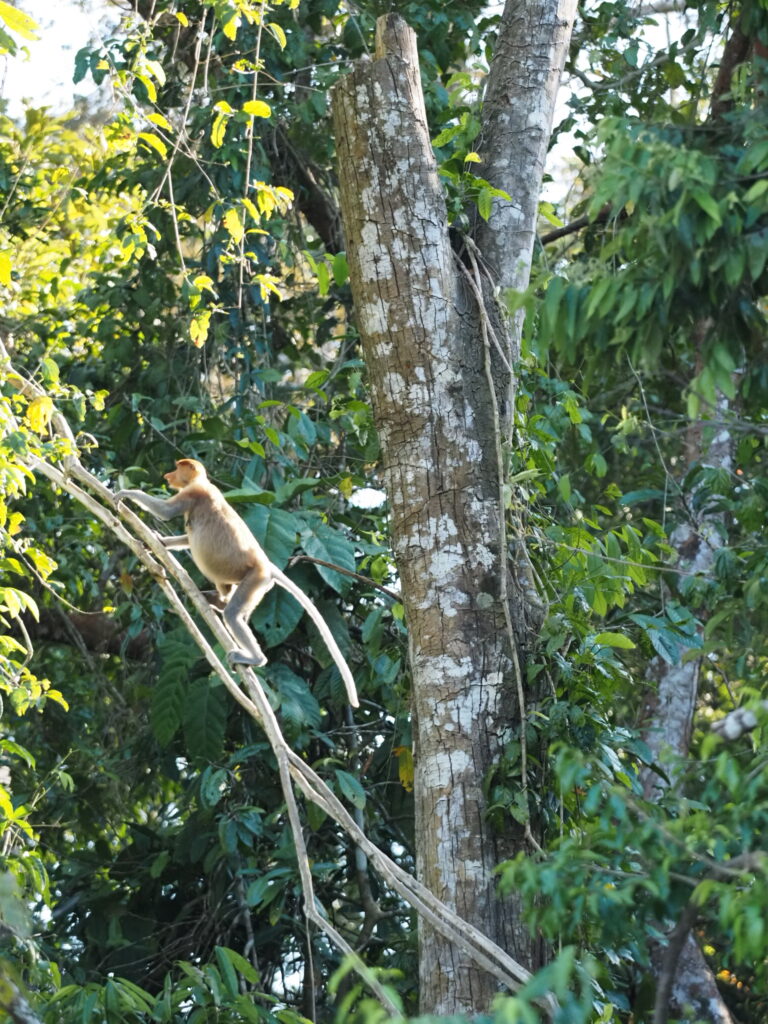 Affe bei der Flussafari in Borneo