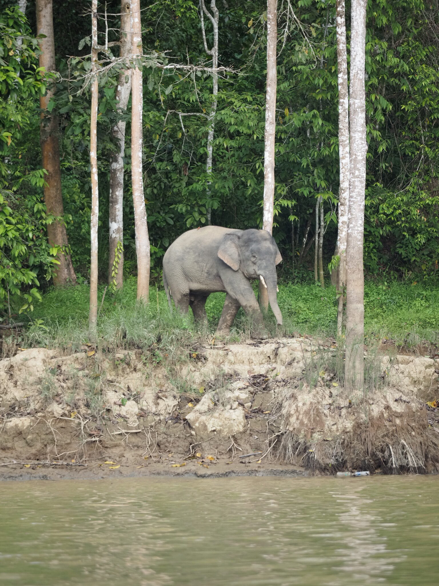 Borneo Zwergelefant am Flussufer