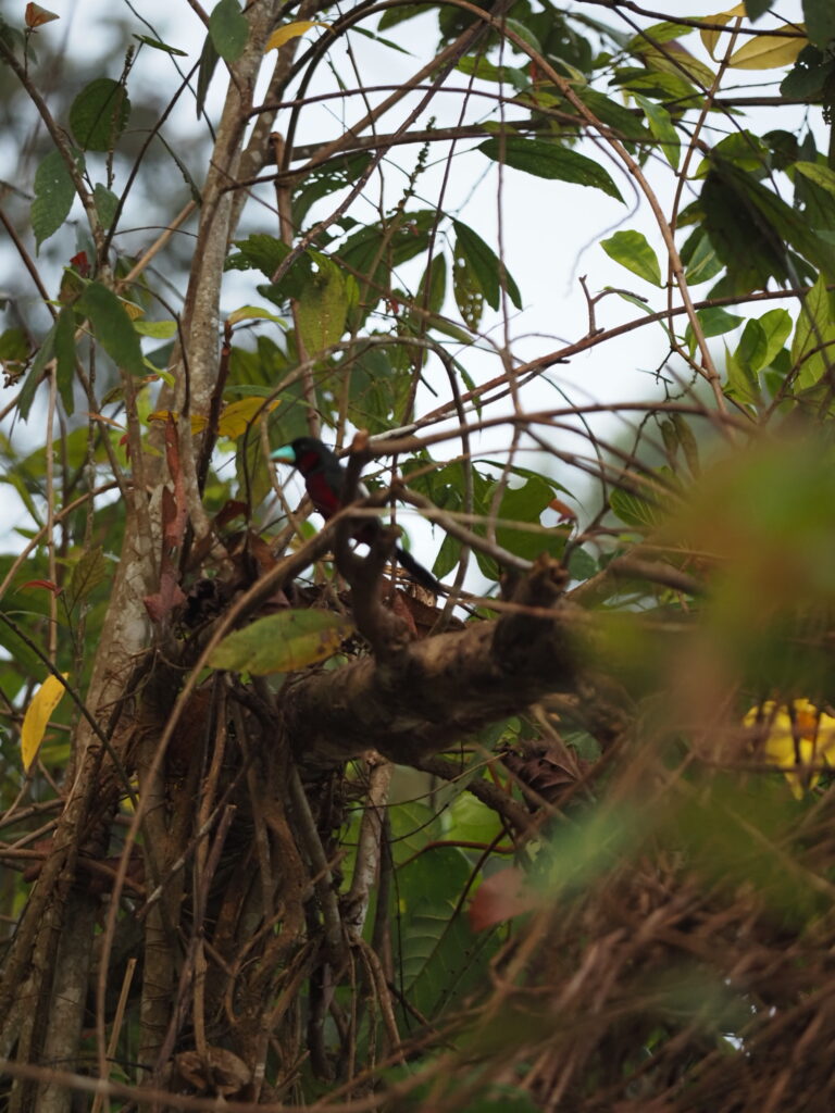 Schwarz-roter Breitschnabel in Borneo
