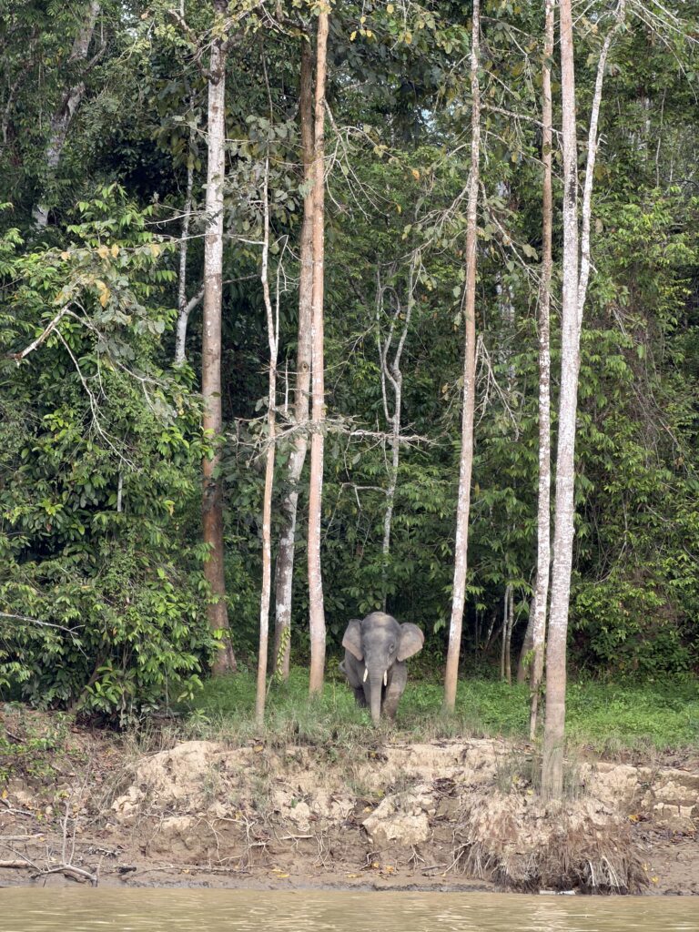 Seltener Zwergelefant in Borneo