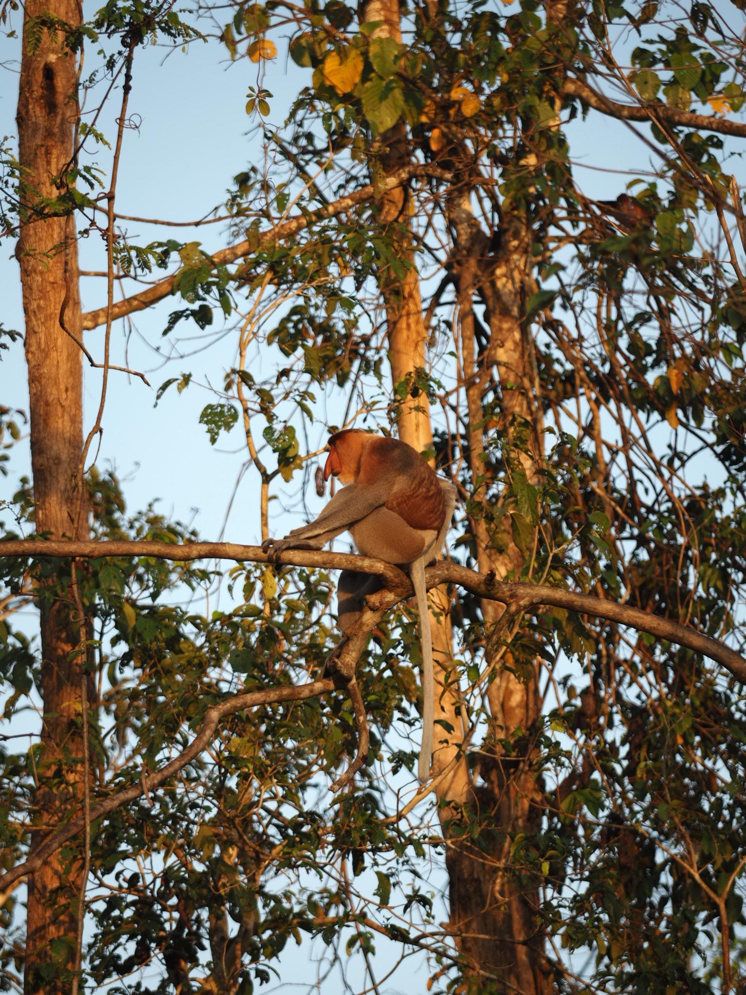 Proboscis Monkey: Einer der Big 5 of Bornei